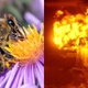 Image for article titled Nuclear fallout from the Cold War might be killing our bees